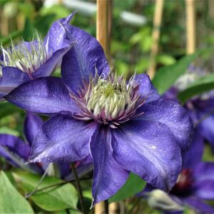 Clematis 'Multi Blue' (EL) 60-80 cm